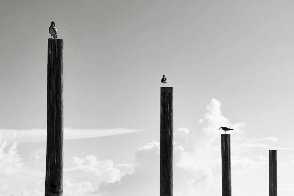 Des poteaux positionnés du plus grand au plus petit. Chacun surmonté d'u oiseau. Photo noir et blanc.
